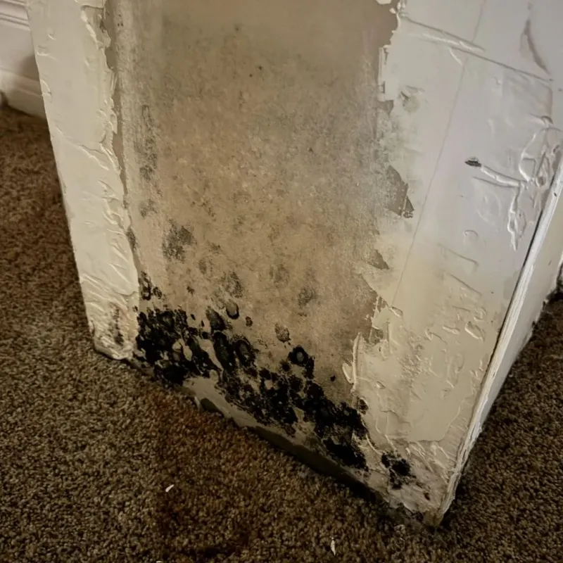 Professional Mold Removal in Baxter, TN